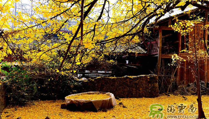 雲南騰沖銀杏村